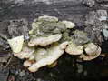 Fungi - Castel de Cantobre G&icirc;tes, Aveyron, France