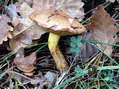 Fungi - Castel de Cantobre G&icirc;tes, Aveyron, France