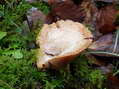 Fungi - Castel de Cantobre G&icirc;tes, Aveyron, France
