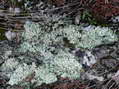 Lichen and moss - Castel de Cantobre G&icirc;tes, Aveyron, France