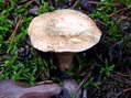 Fungi - Castel de Cantobre G&icirc;tes, Aveyron, France