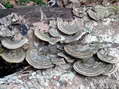 Fungi - Castel de Cantobre G&icirc;tes, Aveyron, France