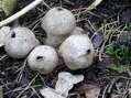 Fungi - Castel de Cantobre G&icirc;tes, Aveyron, France
