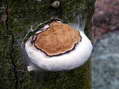 Fungi - Castel de Cantobre G&icirc;tes, Aveyron, France
