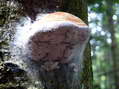 Fungi - Castel de Cantobre G&icirc;tes, Aveyron, France