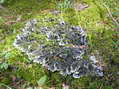 Lichen and moss - Castel de Cantobre G&icirc;tes, Aveyron, France
