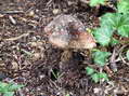 Fungi - Castel de Cantobre G&icirc;tes, Aveyron, France