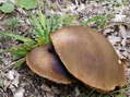 Fungi - Castel de Cantobre G&icirc;tes, Aveyron, France