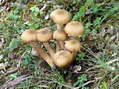 Fungi - Castel de Cantobre G&icirc;tes, Aveyron, France