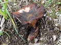 Fungi - Castel de Cantobre G&icirc;tes, Aveyron, France