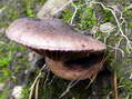 Fungi - Castel de Cantobre G&icirc;tes, Aveyron, France