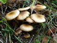 Fungi - Castel de Cantobre G&icirc;tes, Aveyron, France
