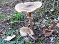 Fungi - Castel de Cantobre G&icirc;tes, Aveyron, France