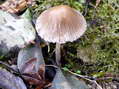 Fungi - Castel de Cantobre G&icirc;tes, Aveyron, France
