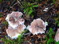 Fungi - Castel de Cantobre G&icirc;tes, Aveyron, France