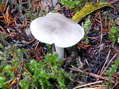 Fungi - Castel de Cantobre G&icirc;tes, Aveyron, France