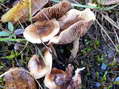 Fungi - Castel de Cantobre G&icirc;tes, Aveyron, France