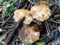 Fungi - Castel de Cantobre G&icirc;tes, Aveyron, France