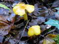 Fungi - Castel de Cantobre G&icirc;tes, Aveyron, France