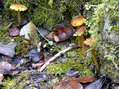 Fungi - Castel de Cantobre G&icirc;tes, Aveyron, France