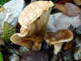 Fungi - Castel de Cantobre G&icirc;tes, Aveyron, France