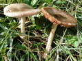 Fungi - Castel de Cantobre G&icirc;tes, Aveyron, France