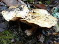 Fungi - Castel de Cantobre G&icirc;tes, Aveyron, France