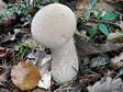 Fungi - Castel de Cantobre G&icirc;tes, Aveyron, France