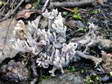 Fungi - Castel de Cantobre G&icirc;tes, Aveyron, France