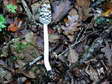 Fungi - Castel de Cantobre G&icirc;tes, Aveyron, France
