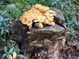 Fungi - Castel de Cantobre G&icirc;tes, Aveyron, France