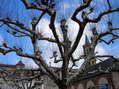 Plane trees providing a natural canopy over part of the Millau market - Castel de Cantobre G&icirc;tes, Aveyron, France