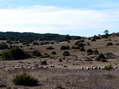 Brebis sheep grazing on the Causse du Larzac - Castel de Cantobre G&icirc;tes, Aveyron, France