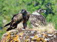 Bearded Vultures - Female & Male (Cazals & Larzac) - 2 months old juveniles (Gypaetus barbatus) - Castel de Cantobre G&icirc;tes, Aveyron, France