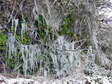 Ice formations in Cantobre - Castel de Cantobre G&icirc;tes, Aveyron, France