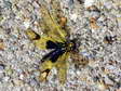 Sulphur Owlfly (Ascalaphidus: Libelloides coccajus) - Castel de Cantobre G&icirc;tes, Aveyron, France