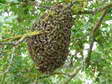 Wild bee swarm - Castel de Cantobre G&icirc;tes, Aveyron, France