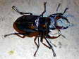 Stag beetle (Lucanus cervus - male) - Castel de Cantobre G&icirc;tes, Aveyron, France
