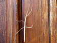 Stick Insect (Phasmatodea) - Castel de Cantobre G&icirc;tes, Aveyron, France