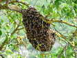 Bee comb and Wild bee swarm - Castel de Cantobre G&icirc;tes, Aveyron, France