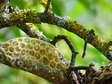 Bee comb left behind after a wild bee swarm - Castel de Cantobre G&icirc;tes, Aveyron, France