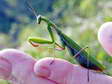 Praying Mantis (Mantis religiosa) - Castel de Cantobre G&icirc;tes, Aveyron, France