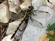 Large Pincertail - Female Dragonfly (Onychogomphus uncatus) - Castel de Cantobre G&icirc;tes, Aveyron, France