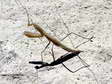 Praying Mantis (Mantis religiosa) - Castel de Cantobre G&icirc;tes, Aveyron, France