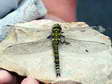 Blue or Southern Hawker - Female Dragonfly (Aeshna cyanea) - Castel de Cantobre G&icirc;tes, Aveyron, France