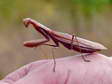 Praying Mantis (Mantis religiosa) - Castel de Cantobre G&icirc;tes, Aveyron, France