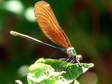 Damselfly - Castel de Cantobre G&icirc;tes, Aveyron, France