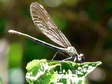 Damselfly - Castel de Cantobre G&icirc;tes, Aveyron, France