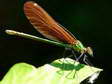 Damselfly - Castel de Cantobre G&icirc;tes, Aveyron, France