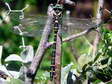 Common Goldenring - Male Dragonfly (Cordulegaster boltonii) - Castel de Cantobre G&icirc;tes, Aveyron, France